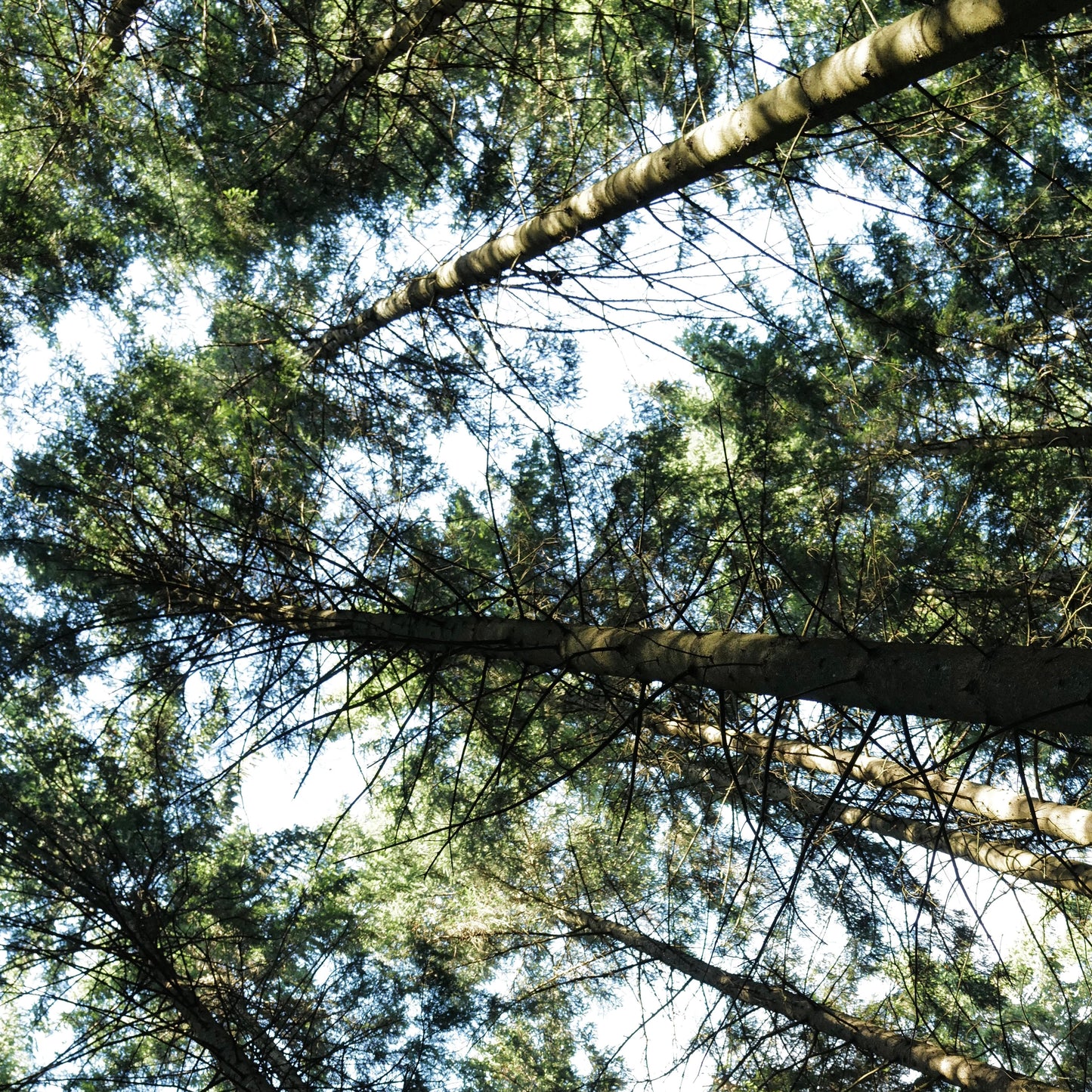 Grounding Shavasana or Relaxation / Earth Element
